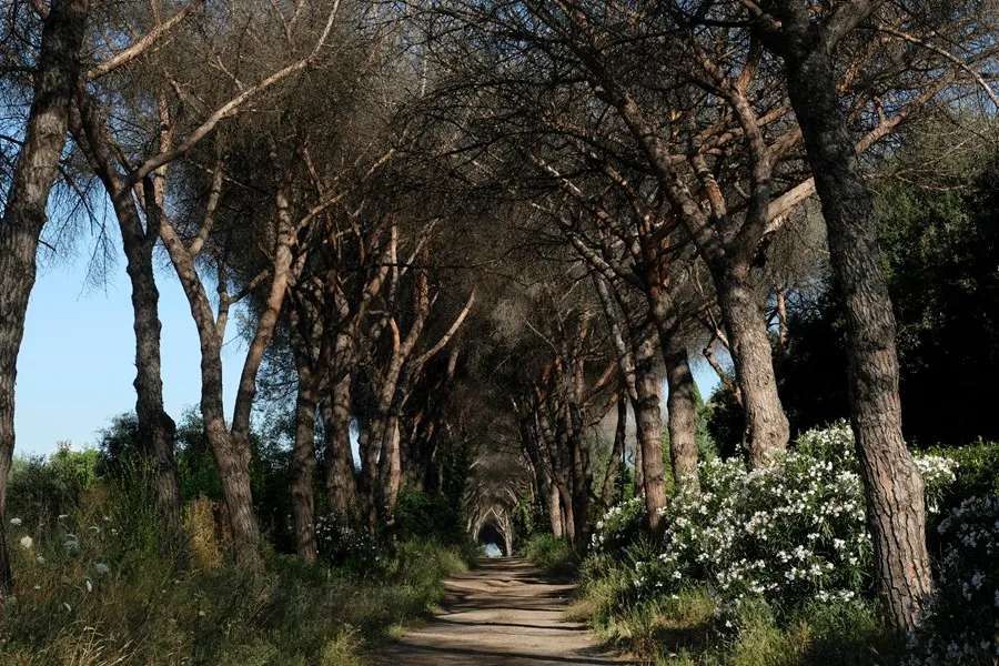 Anciana de 88 años sobrevive 4 días en bosque del norte de Italia