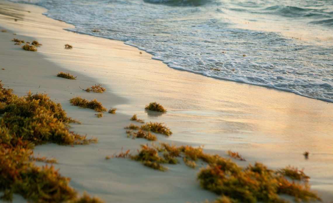 Sargazo en playas dominicanas