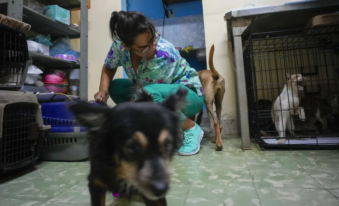 Aumento de mascotas abandonadas; una consecuencia más de la crisis y la emigración en Cuba