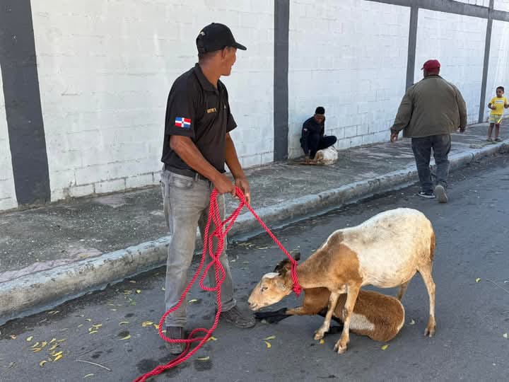 Animales en Azua