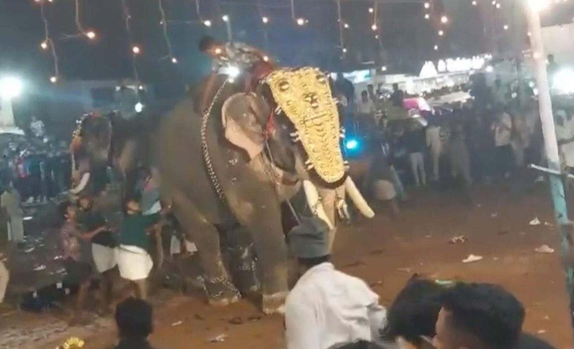 Al menos 23 heridos por el ataque de un elefante durante un festival en el sur de la India