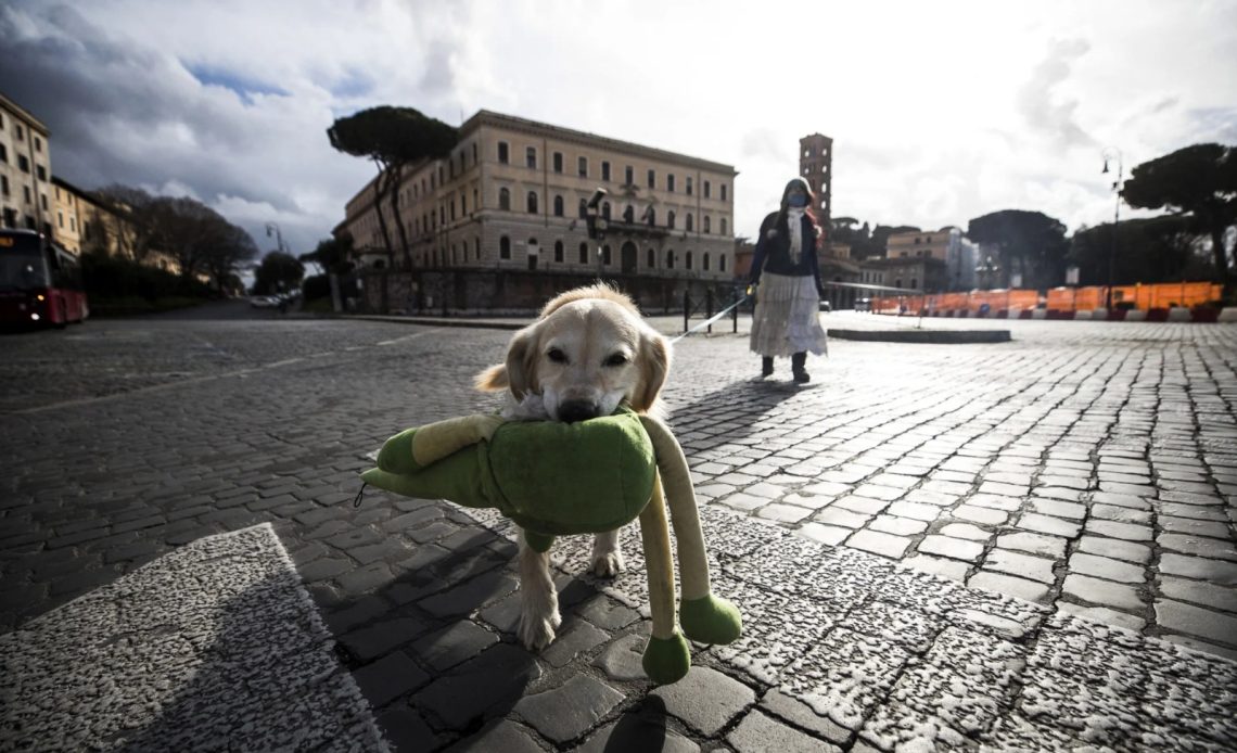 Perro sosteniendo un juguete